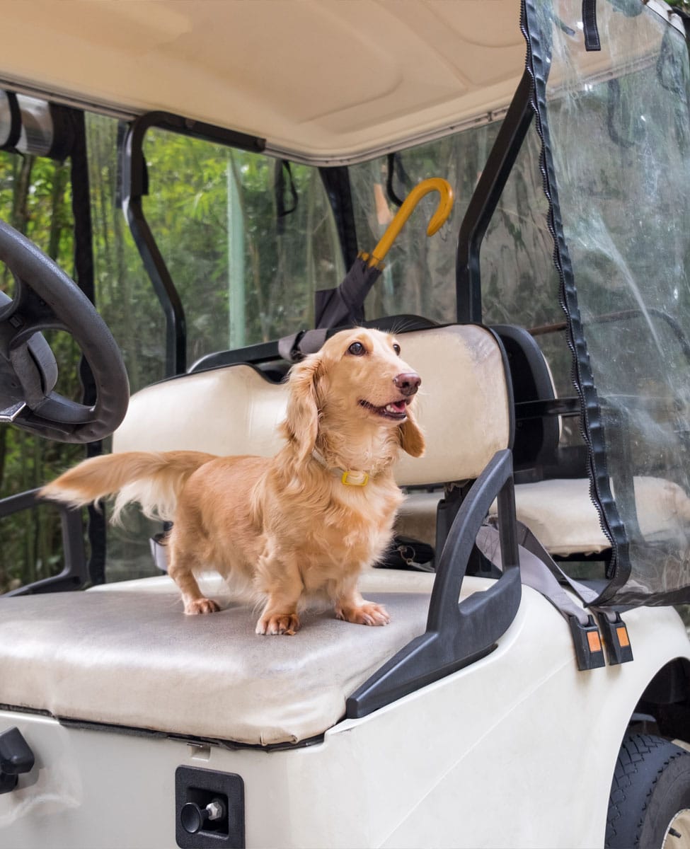 A small, light-brown dog with long fur and a yellow collar stands on the seat of a white golf cart. The cart has clear plastic covers, and a yellow umbrella hangs behind the seat. Lush green foliage can be seen in the background, as if they might be headed to visit the vet for a check-up.