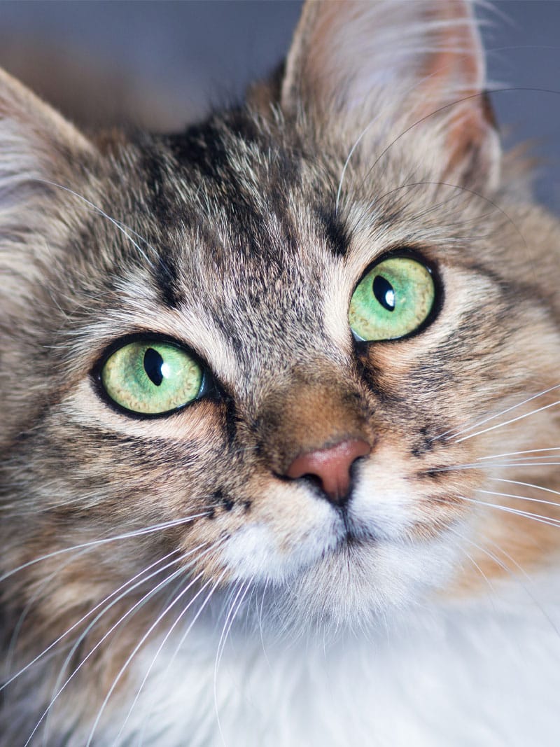 Close-up of a cat with green eyes, long whiskers, and a fluffy, striped fur coat. The cat's expression is calm and inquisitive as if it's at the vet, focusing intently at something off-camera. The background is softly blurred, highlighting the cat's detailed facial features.