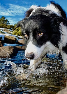 A black and white dog with yellow eyes wades in a shallow stream with rocks under a bright blue sky. Its fur is slightly wet, and it appears focused on the water. Trees and snow are visible in the background, making it look like the perfect picture for any veterinarian’s clinic wall.