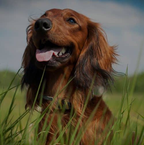 A happy brown Dachshund with long fur sits in a field of tall green grass, its mouth open and tongue hanging out. The sky in the background is blue with scattered clouds. The dog is wearing a collar, having just returned from a visit to the veterinarian.