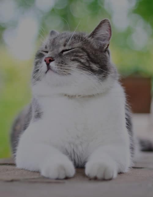 A fluffy gray and white cat sits with its eyes closed and a content expression, enjoying the outdoors like a patient after a perfect vet visit. The background is a blur of green foliage, indicating a garden or park setting. The cat's paws are neatly tucked under its body.