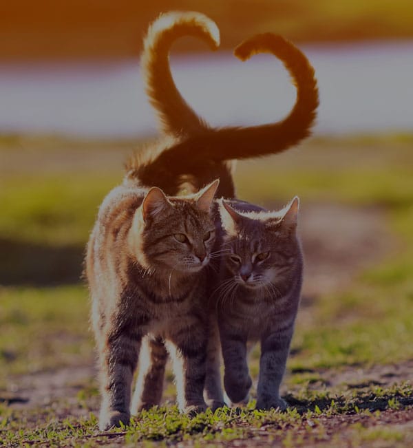 Two tabby cats are walking closely together on a grassy path outdoors, their tails curved upwards, forming a heart shape between them. The background is blurred with a warm, orange sunset glow, creating the perfect scene you'd find on a veterinarian's calendar.