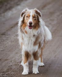 A fluffy, brown and white Australian Shepherd dog stands on a dirt road, looking directly at the camera with its tongue slightly out and a happy expression, as if ready for its next visit to the veterinarian.